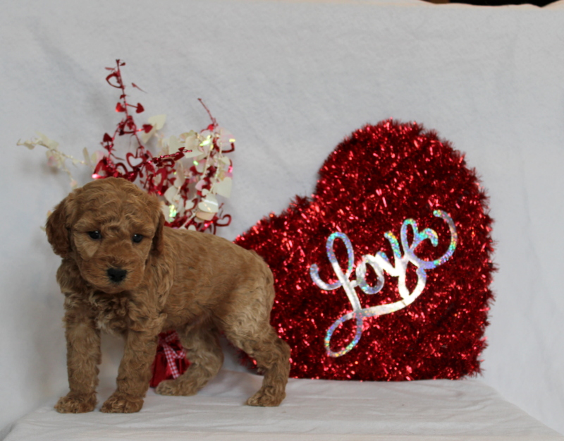 puppy, for, sale, Mini Berndoodle F2B, Matthew B. Stoltzfus, dog, breeder, Gap, PA, dog-breeder, puppy-for-sale, forsale, nearby, find, puppyfind, locator, puppylocator, aca